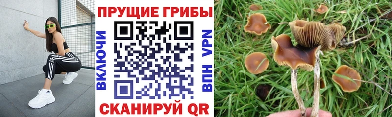 дарнет шоп  Сосновка  Псилоцибиновые грибы мухоморы 